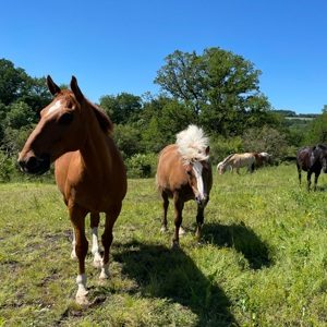 Les chevaux du centre équestre